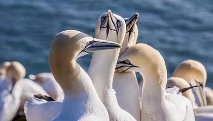 九游娱乐(jiuyou)官网-今年助攻王此次用“神级传球”圈粉无数！，助攻王什么意思