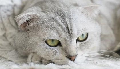 九游登录入口-里尔客场逆转蒙彼利埃，取得胜利，里尔vs蒙彼利埃视频直播